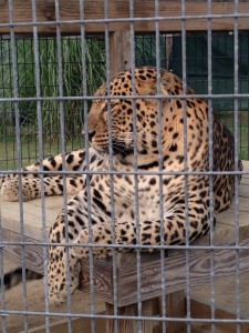 Felines in North Carolina