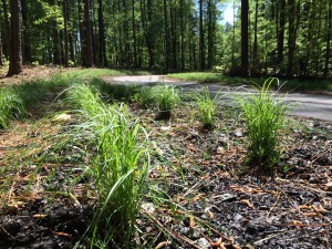 Leesville Library trail lives up to some expectations