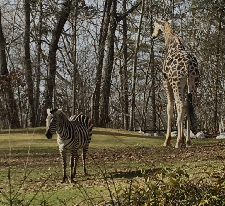 The North Carolina Zoo: showing North Carolina how to make a difference