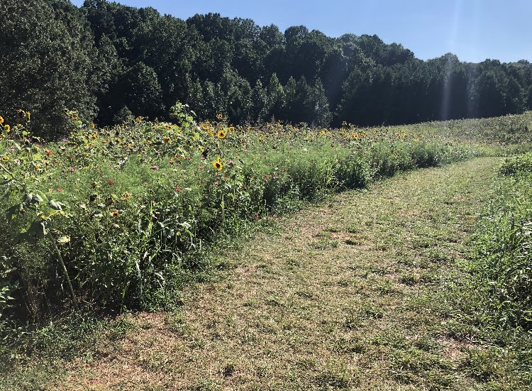 Visiting the Flower Field