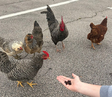 Public Service Announcement: Chickens in the Parking Lot