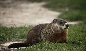 Leesville High Disagrees with GroundHog’s Day prediction